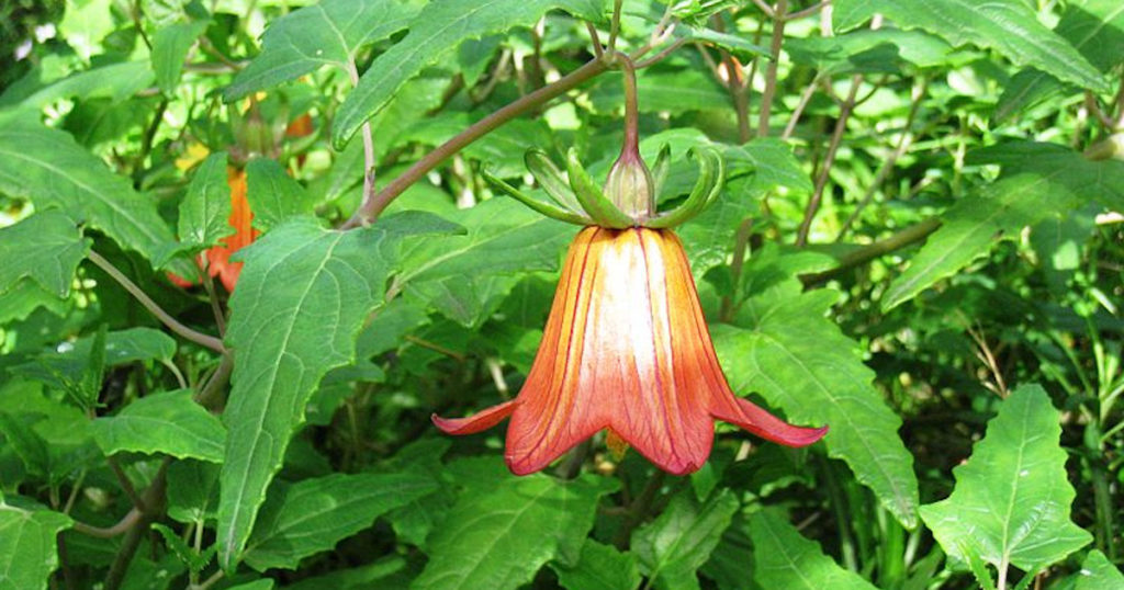 Canarina Canariensis