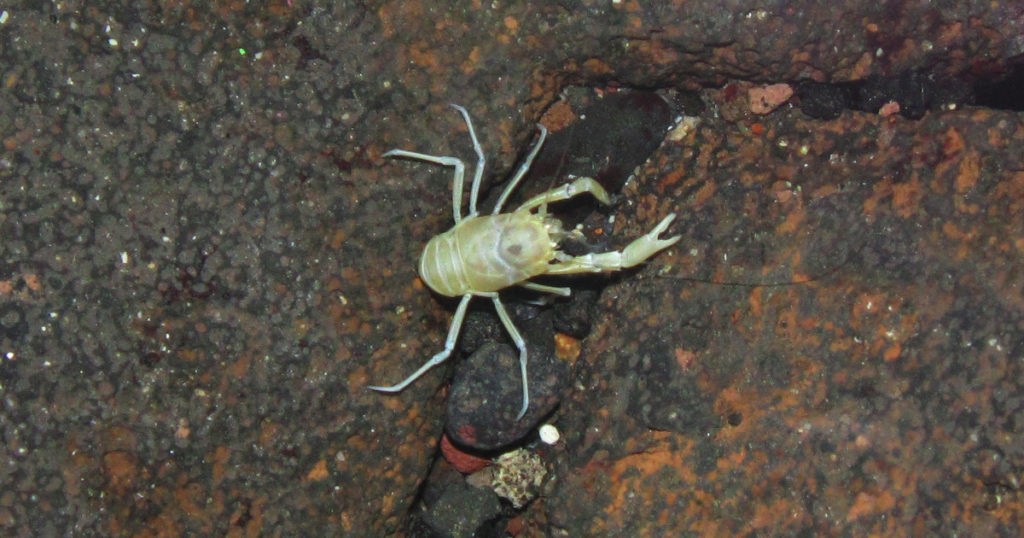 Munidopsis polymorpha